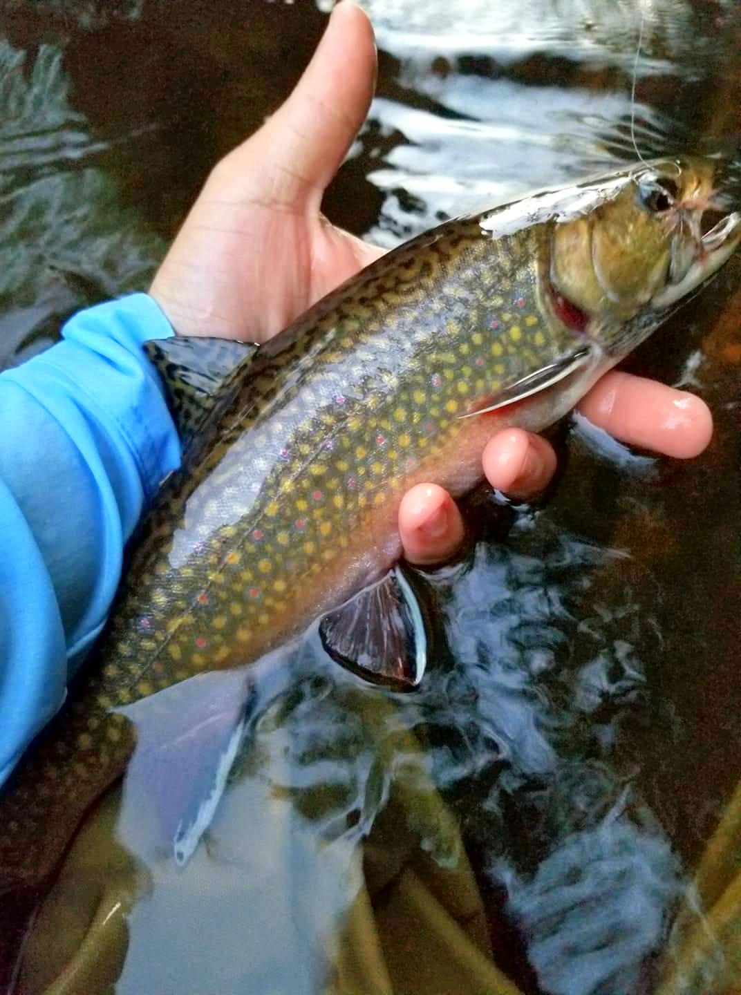 A photo of a smaller fish held in a fisherperson's hand.